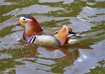 Eine Ente mit faszinierendem Farbenspiel